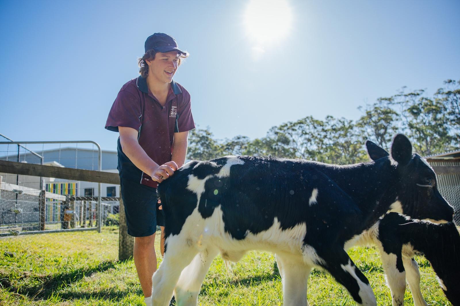 Year 7 student sitting with a calf at the school farm